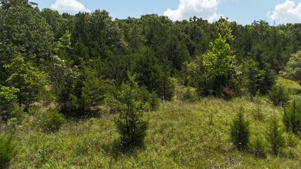MILLS VALLEY BLVD, MARSHFIELD, MO 65706 - Image 7e09d97e0927600cd2674214bfbe6f9b/1051706533