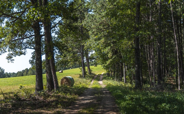 141 PRIVATE RD, WEST PLAINS, MO 65775 - Image 7f3f59ce1d60c1efd9e21f3b134a9e68/4087616223