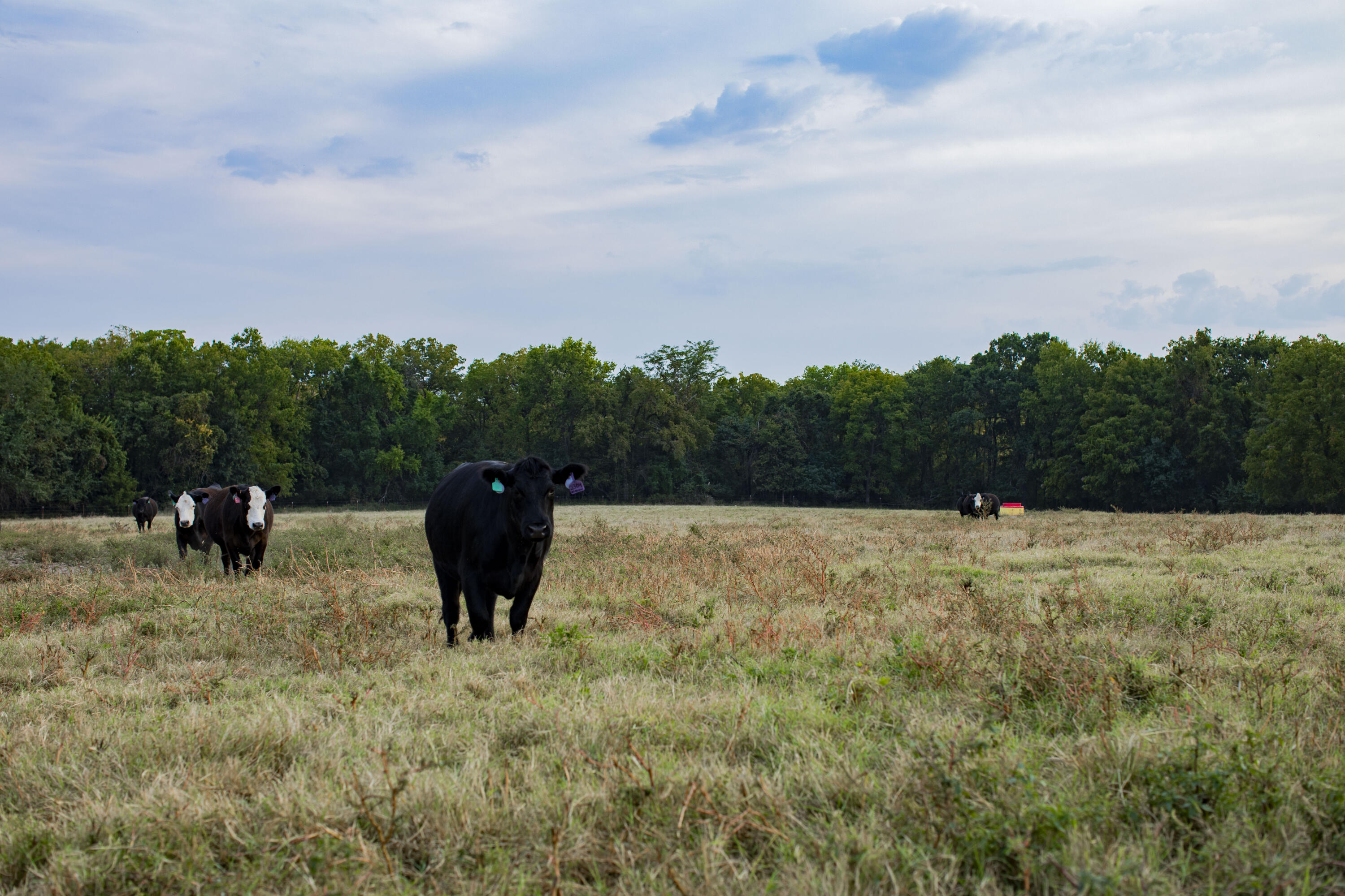N/A - Farm
