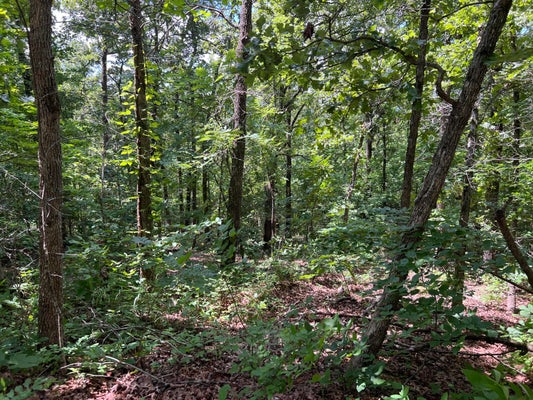 RIDGEHAVEN RD, MAMMOTH SPRING, AR 72554 - Image 8bbf5583b7b43ab4e7f0ab67649ddf9c/854687562