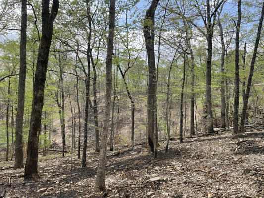 1 ST, TANEYVILLE, MO 65759 - Image a841b763434a0c33175f1f751ed35c00/2207768184