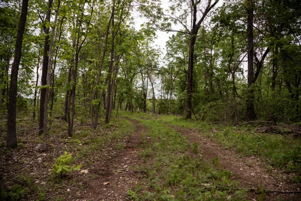 STATE HWY Y, COUCH, MO 65690 - Image a96193d429f7840eb7e90e3bc0c0144b/2991024600
