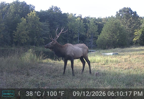 75 COUNTY RD 522, ELLINGTON, MO 63638 - Image ad2fac3375962ced12b04dab68719980/415109758