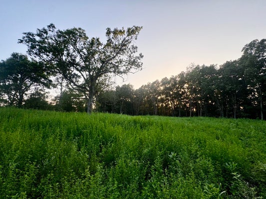 14 LAKE HILL RD, SEYMOUR, MO 65746 - Image ad48efd49264bbc758fa9064acdcc344/2766332154
