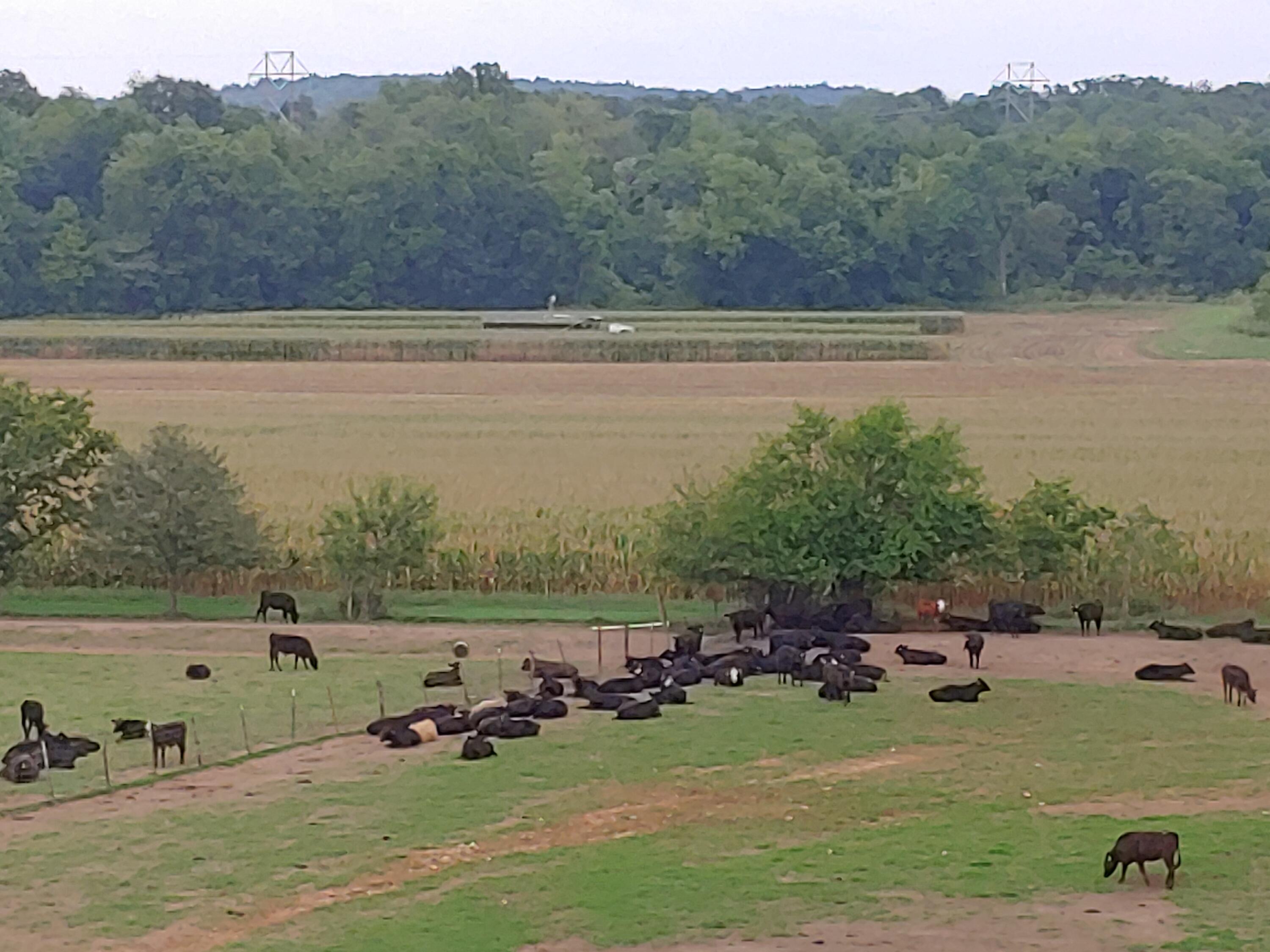 N/A - Farm