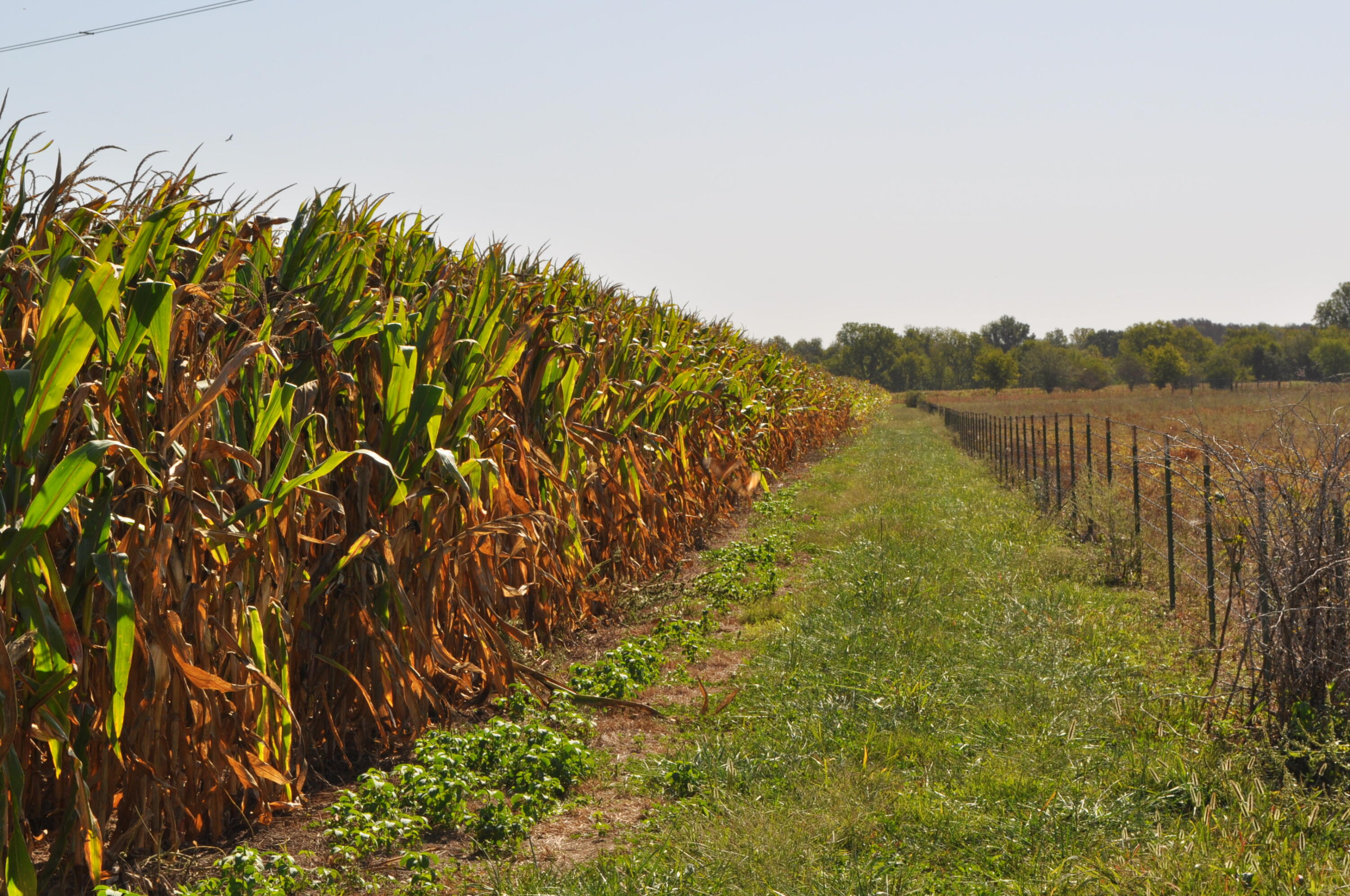 N/A - Farm