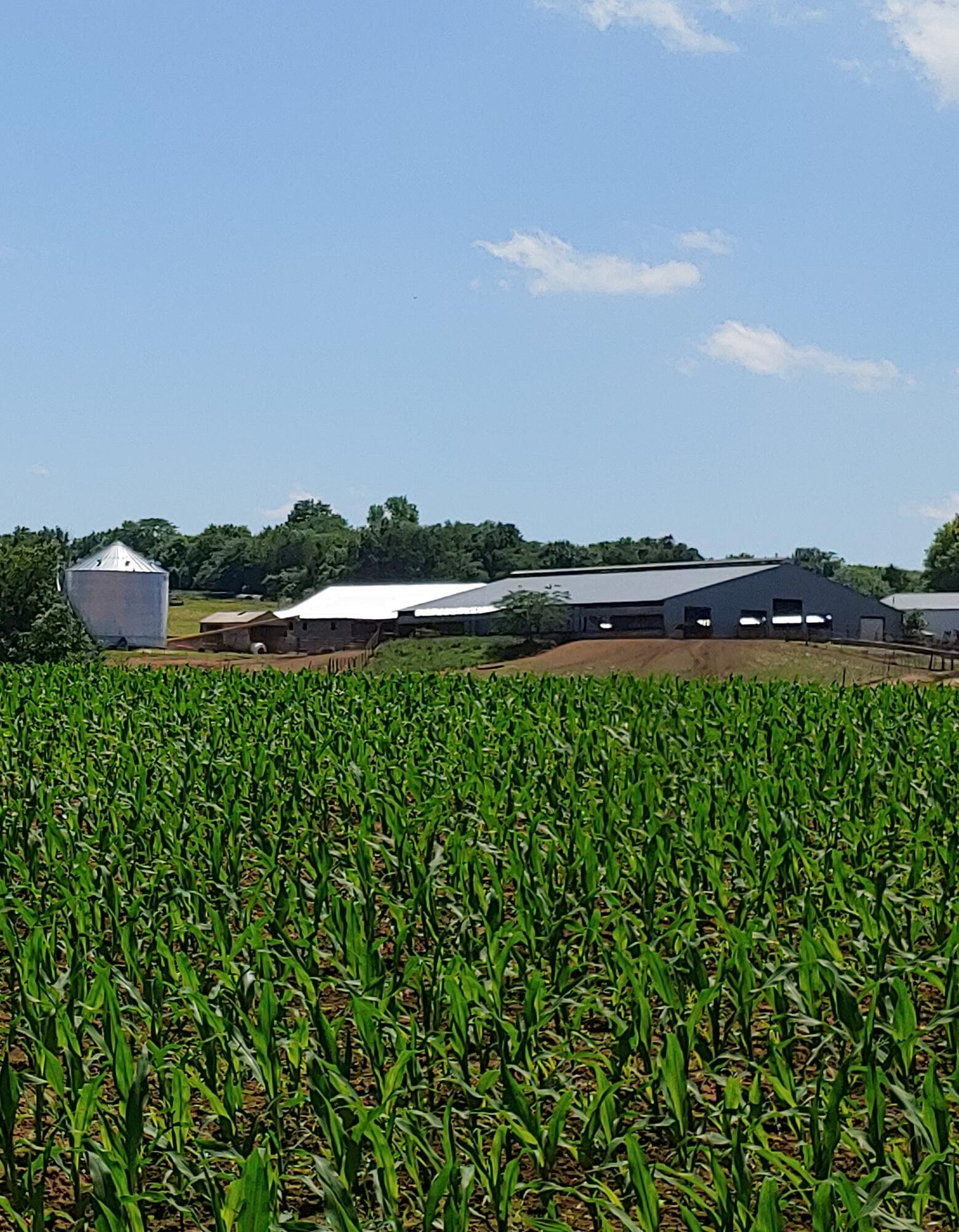 This 120+/- acre property offers versatility and opportunity for any livestock producer. Featuring a 120' x 120' feeding barn with center feed aisle and frost-free waterers, multiple cattle feeding lots with plenty of room to roam and fence line feed bunks, pipe corrals with great fencing and cross-fencing. 40'x160' concrete block trench silo, 24,000-bushel grain bin with dryer, commodity barn, 40'x50' heated shop, 60'x72' enclosed equipment building and multiple additional storage and equipment buildings. With over 4,400 feet of river frontage and exceptionally fertile row crop ground, this farm offers breathtaking views. Located just North of Pleasant Hope, this property offers easy access to Bolivar and Springfield by State Highway 13 and State Highway H.  Contact us today for a private showing!
