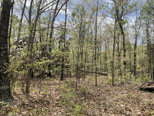 159 STATE HWY W, AVA, MO 65608 - Image c16b3a0a85adb142cef67f55e013d8f7/2628361411