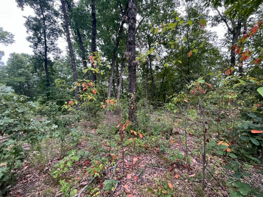 000 PARTRIDGE DRIVE, CLIMAX SPRINGS, MO 65324 - Image d73fe1beb638c8b818392d2f85b6e7a7/65721495
