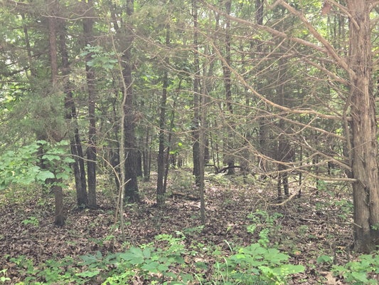 40 MULESHOE TRL, ELKLAND, MO 65644 - Image dc983d7d8232ec48aa0a814aa28097f4/170262270