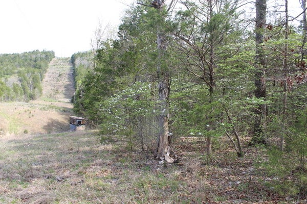 000 COUNTY ROAD 831, GAINESVILLE, MO 65655 - Image ee84bf1291759fbd9d8dddc96d4826f6/2628531447