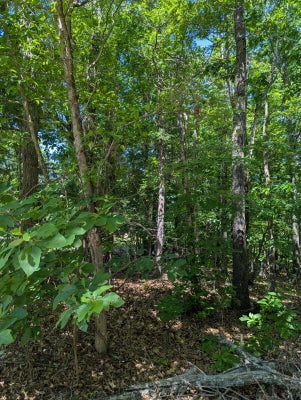 22 FINE DR, GALENA, MO 65656 - Image f0151a83054efb397bb128de4e5fcea5/3748356943