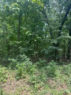 9 PRIVATE RD, ALTON, MO 65606 - Image fc77ed08e4199bdadba37cdb08b9db76/1786469579