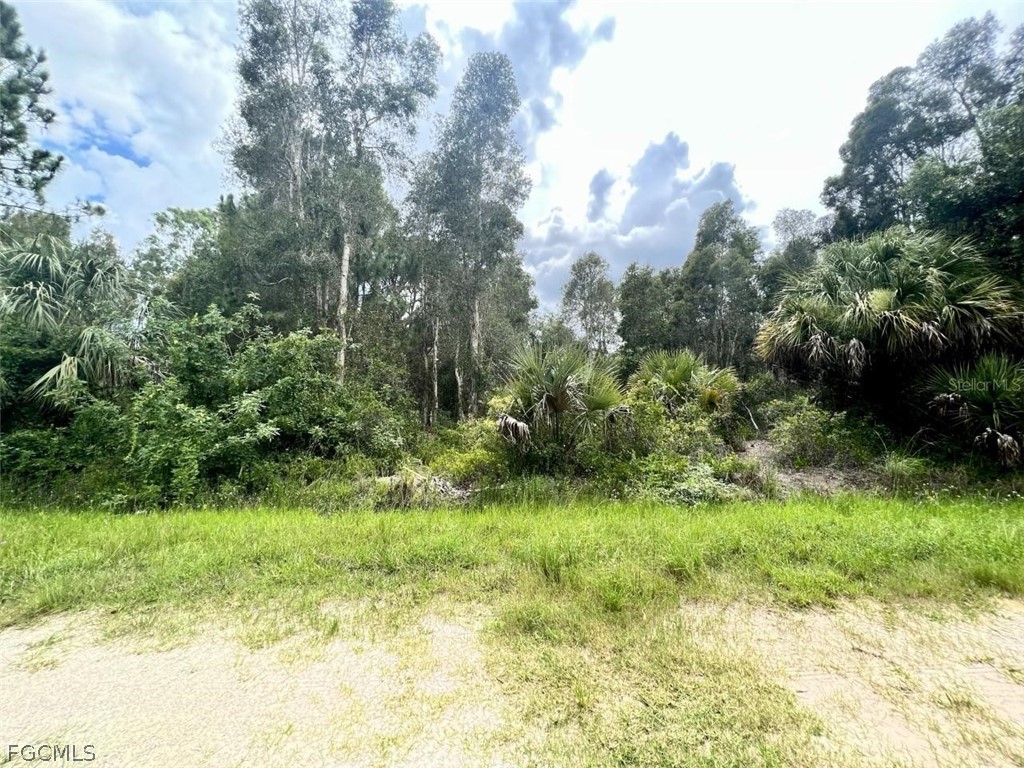 View of local wilderness