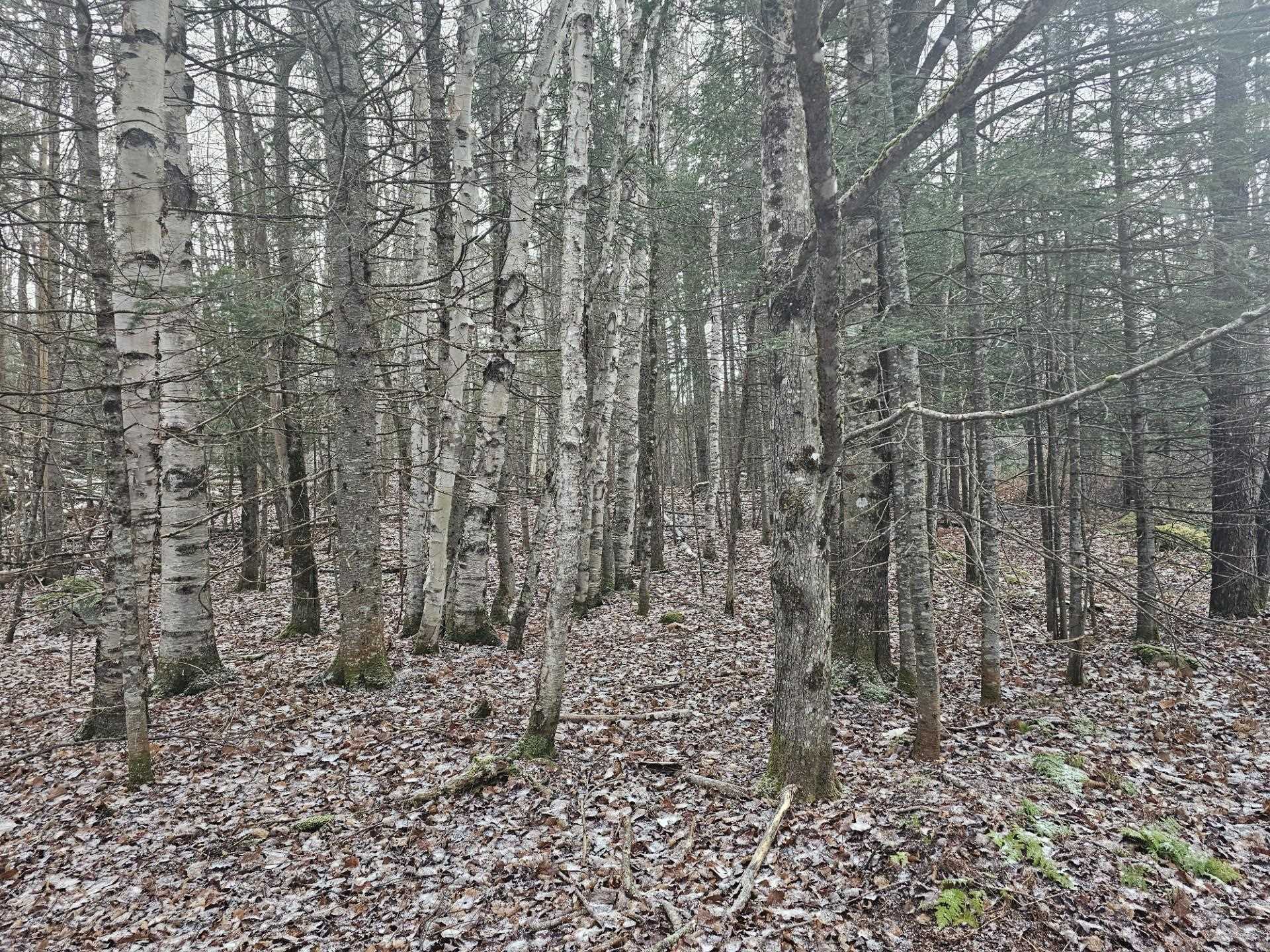 461 Hill Road Map R14, Lot 4 ( land only)