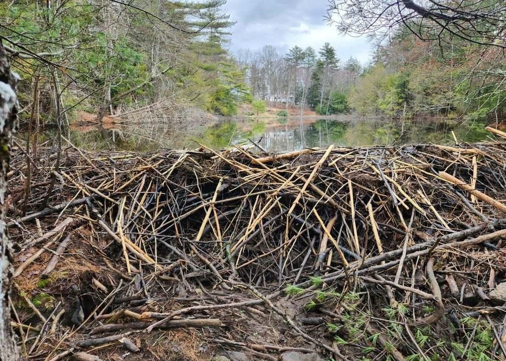 Photo of 122 Lot 69 Off Sawyer Lake Road, Gilmanton, NH 03237 (MLS # 5105590)