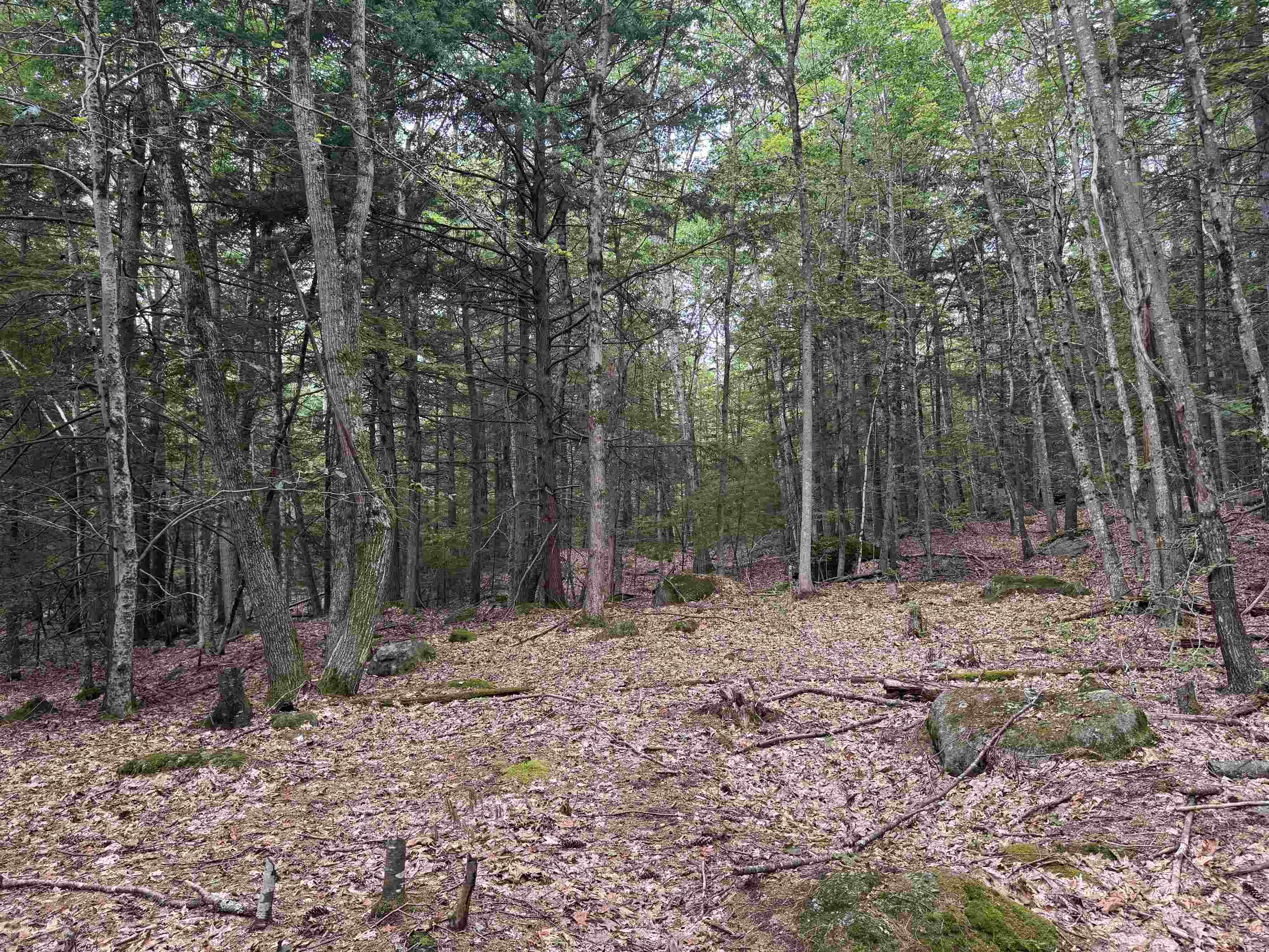 Lot R11-11-1 Forest Road