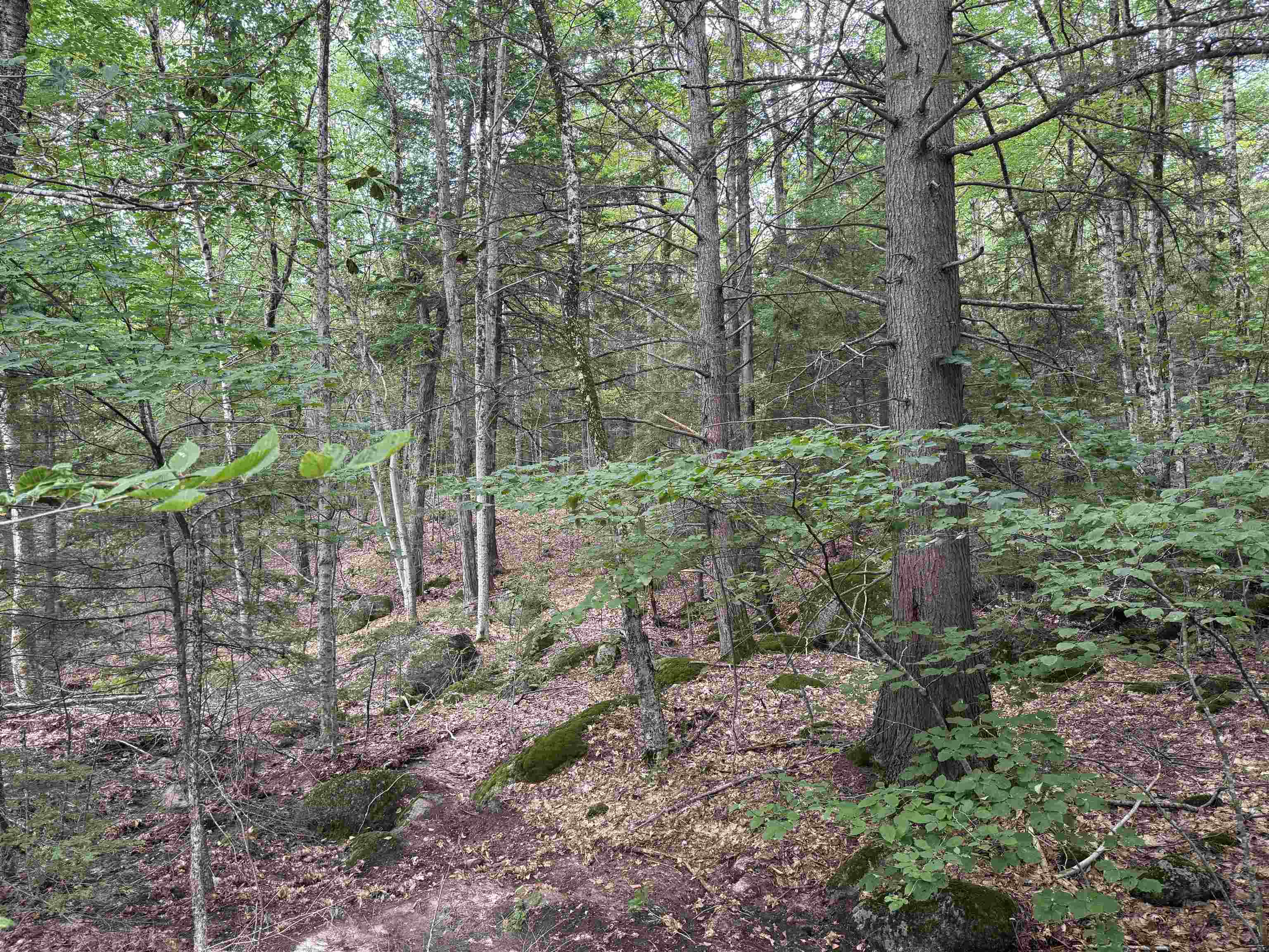Lot R11-11-1 Forest Road