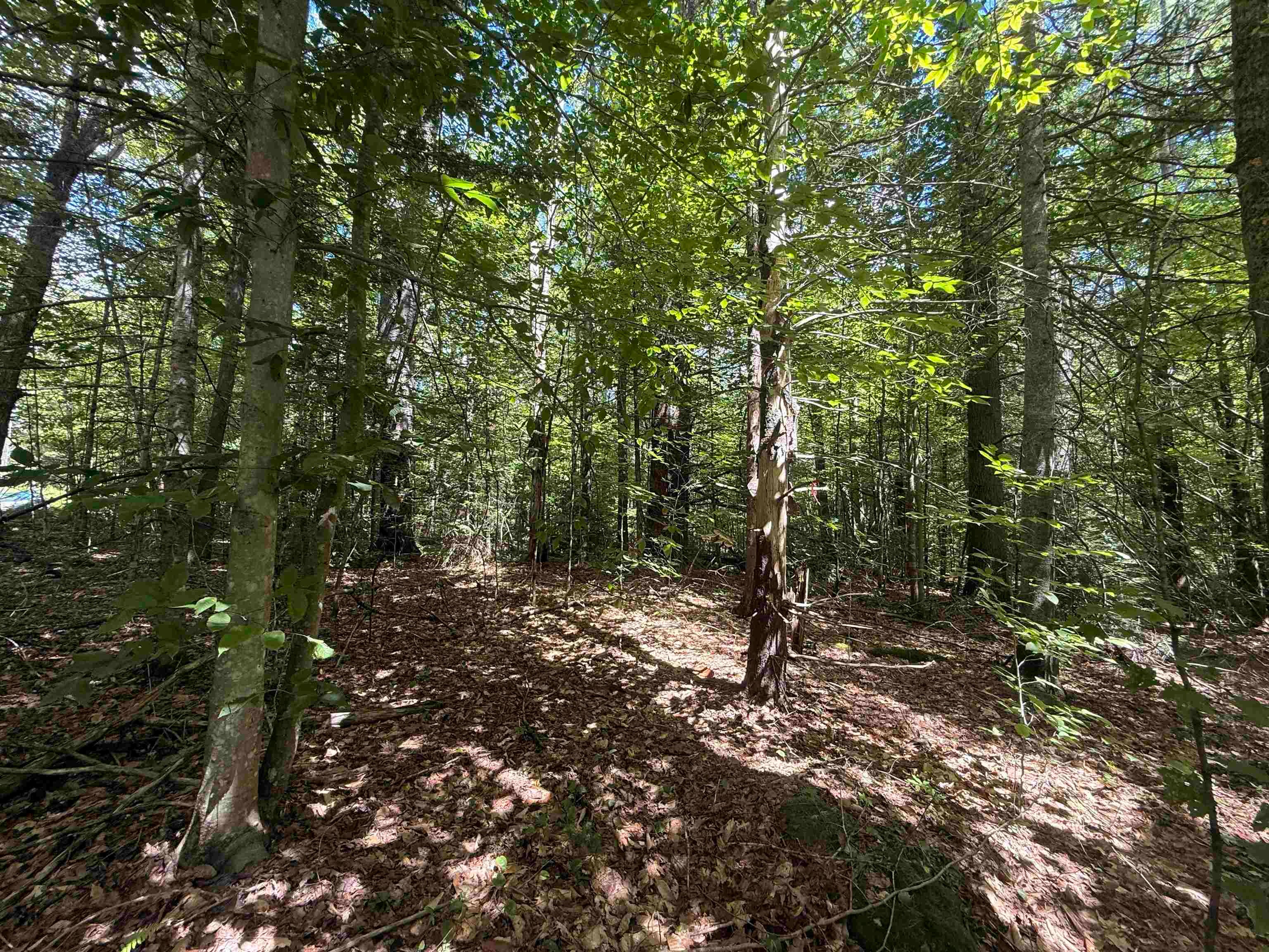 115 Forbes Mountain Road 3