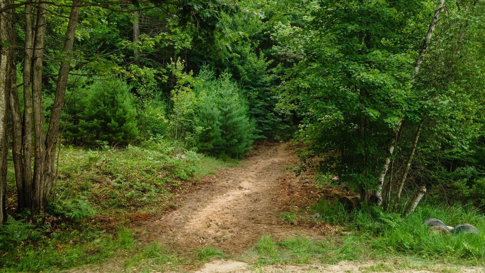 Lot 0 Pine Road