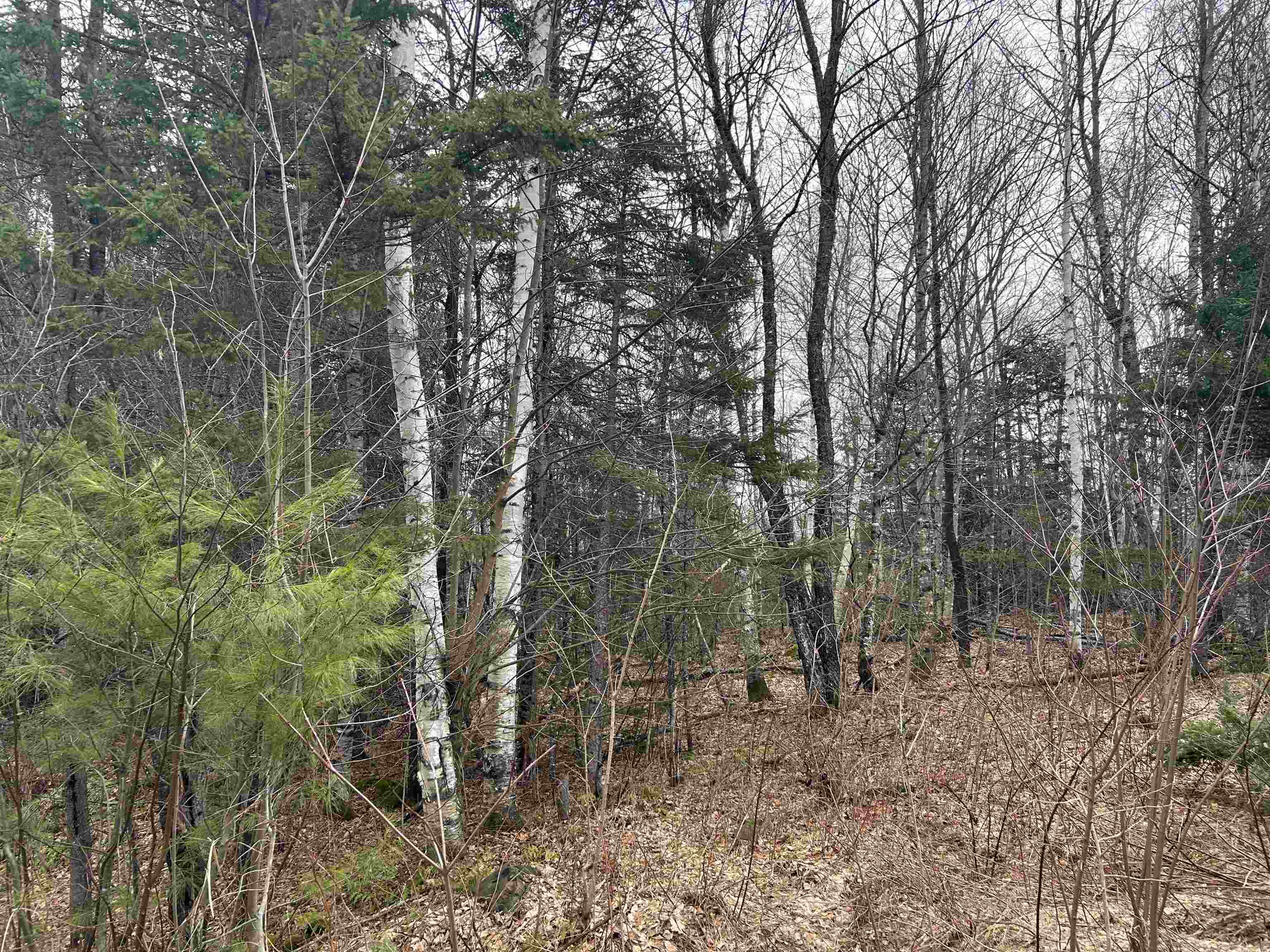 Lot 15 Holbrook Hill Road - Photo 2