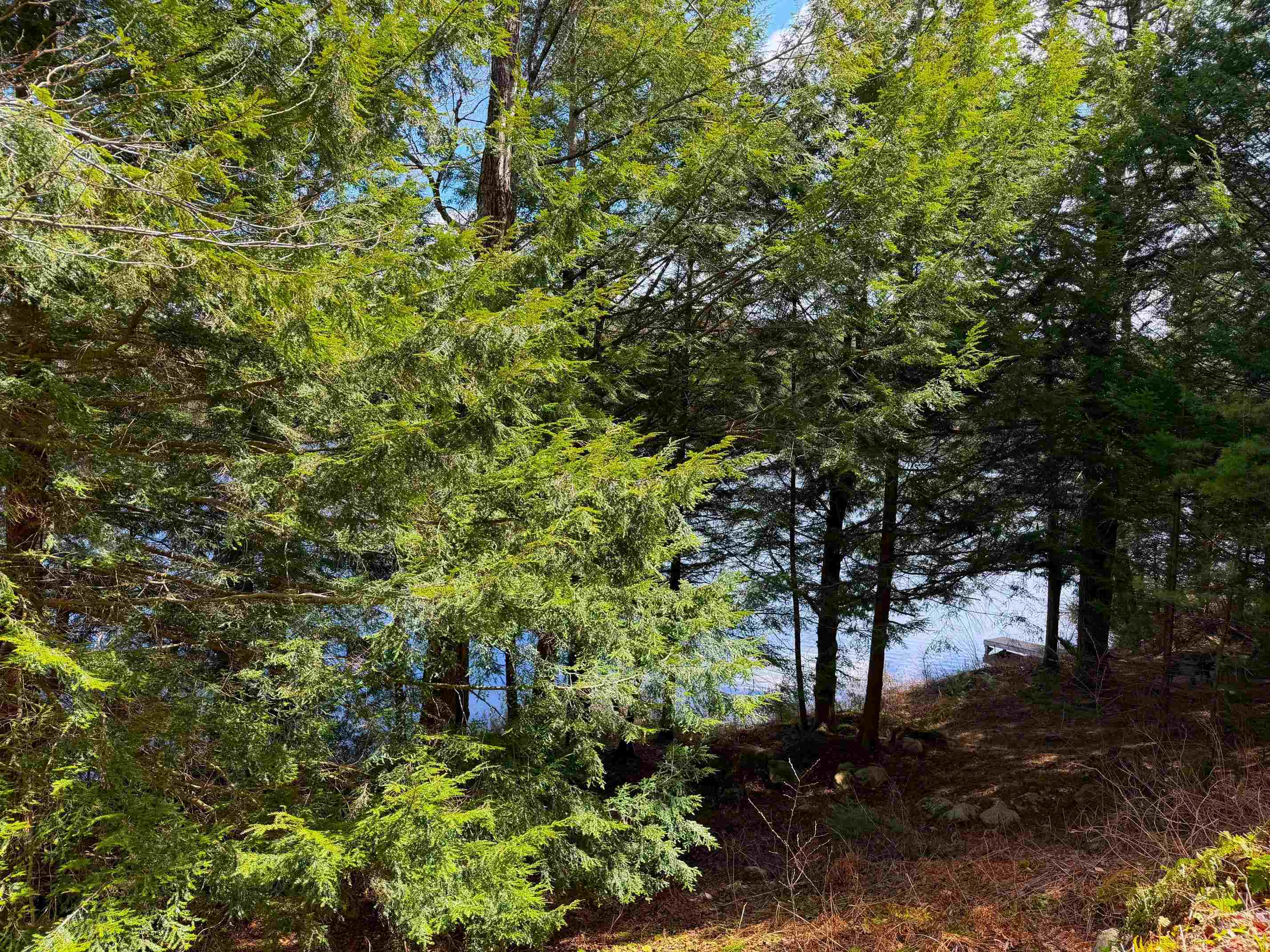 Tall Timber Drive