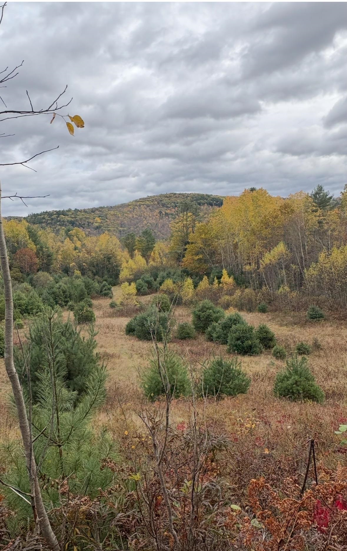 Lot 4 Catterall Road