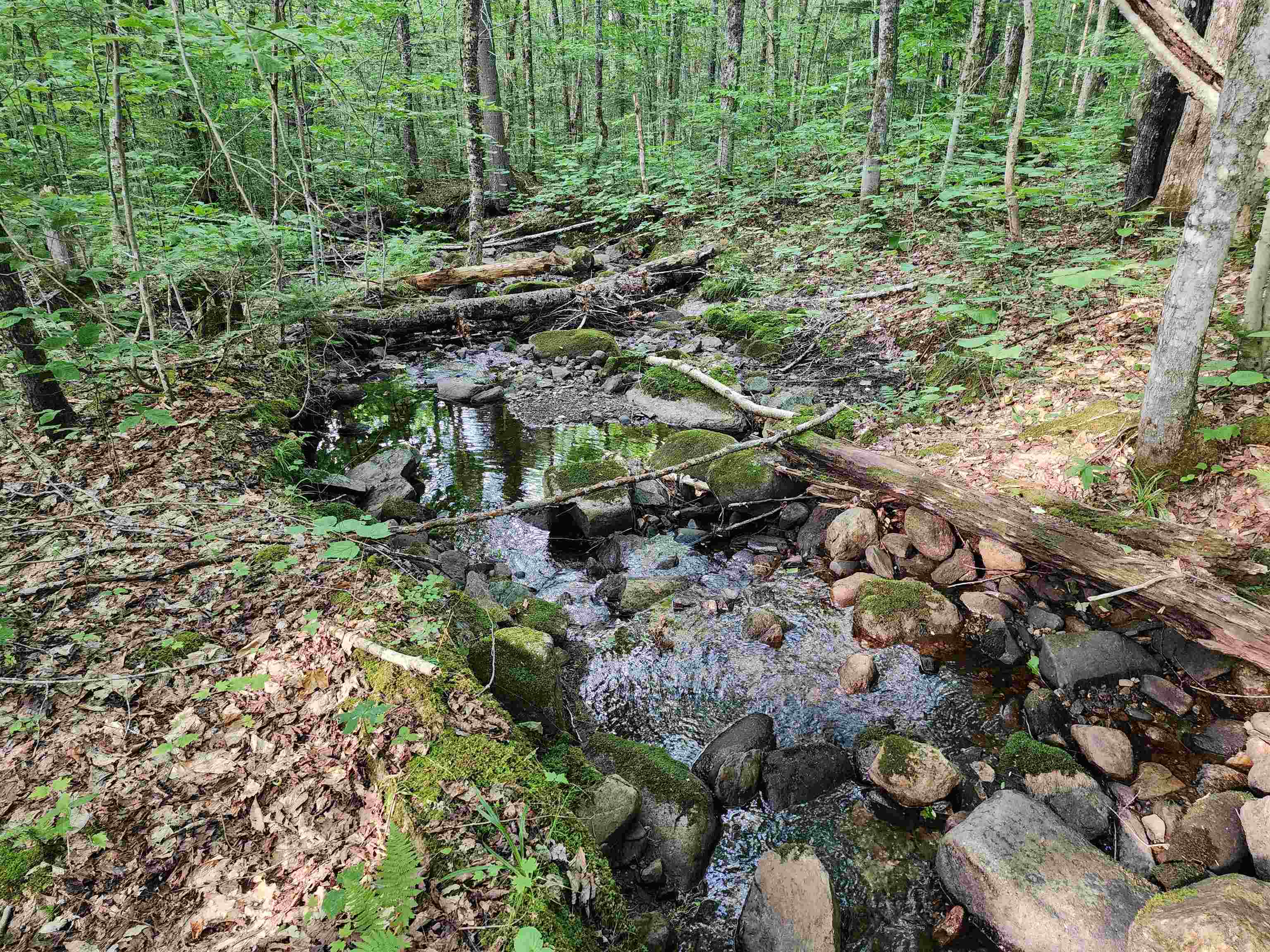 000 Hampshire Woods Loop R013-0007-0039