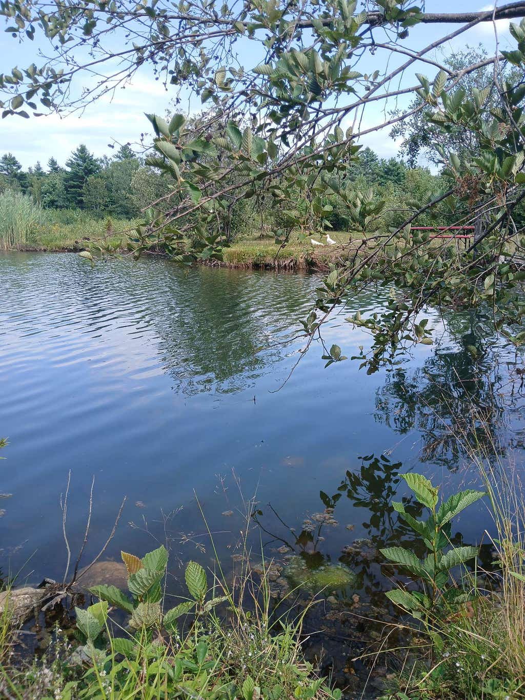 Photo of 461 Bog Road, Enfield, NH 03748 (MLS # 5106406)