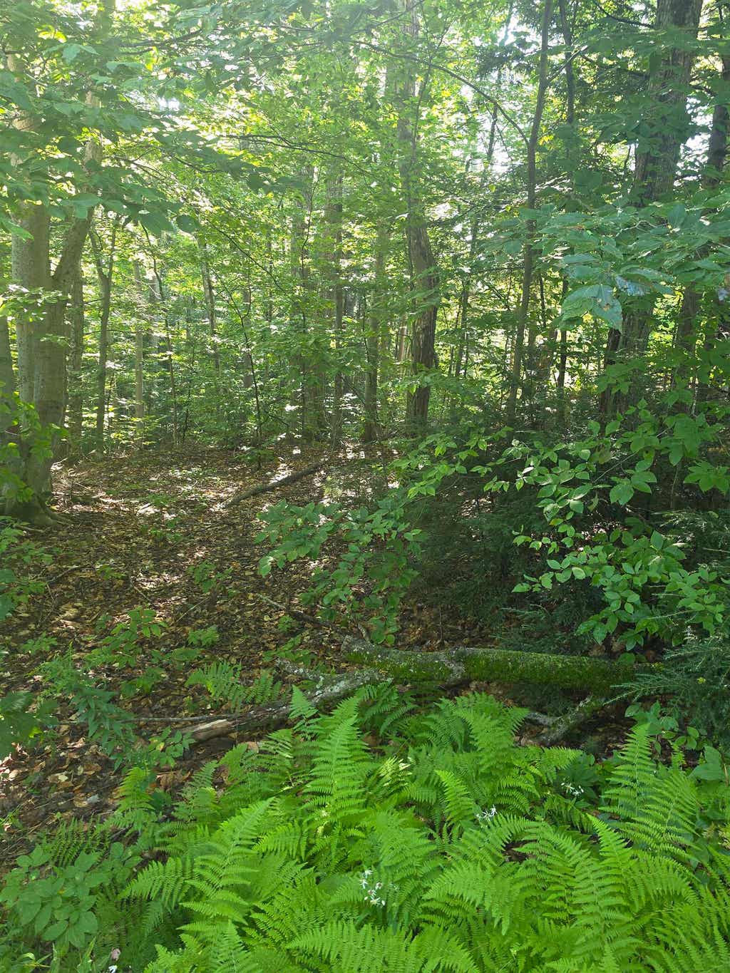 Photo of 00 Allard Farm Circuit, Conway, NH 03860 (MLS # 5106523)