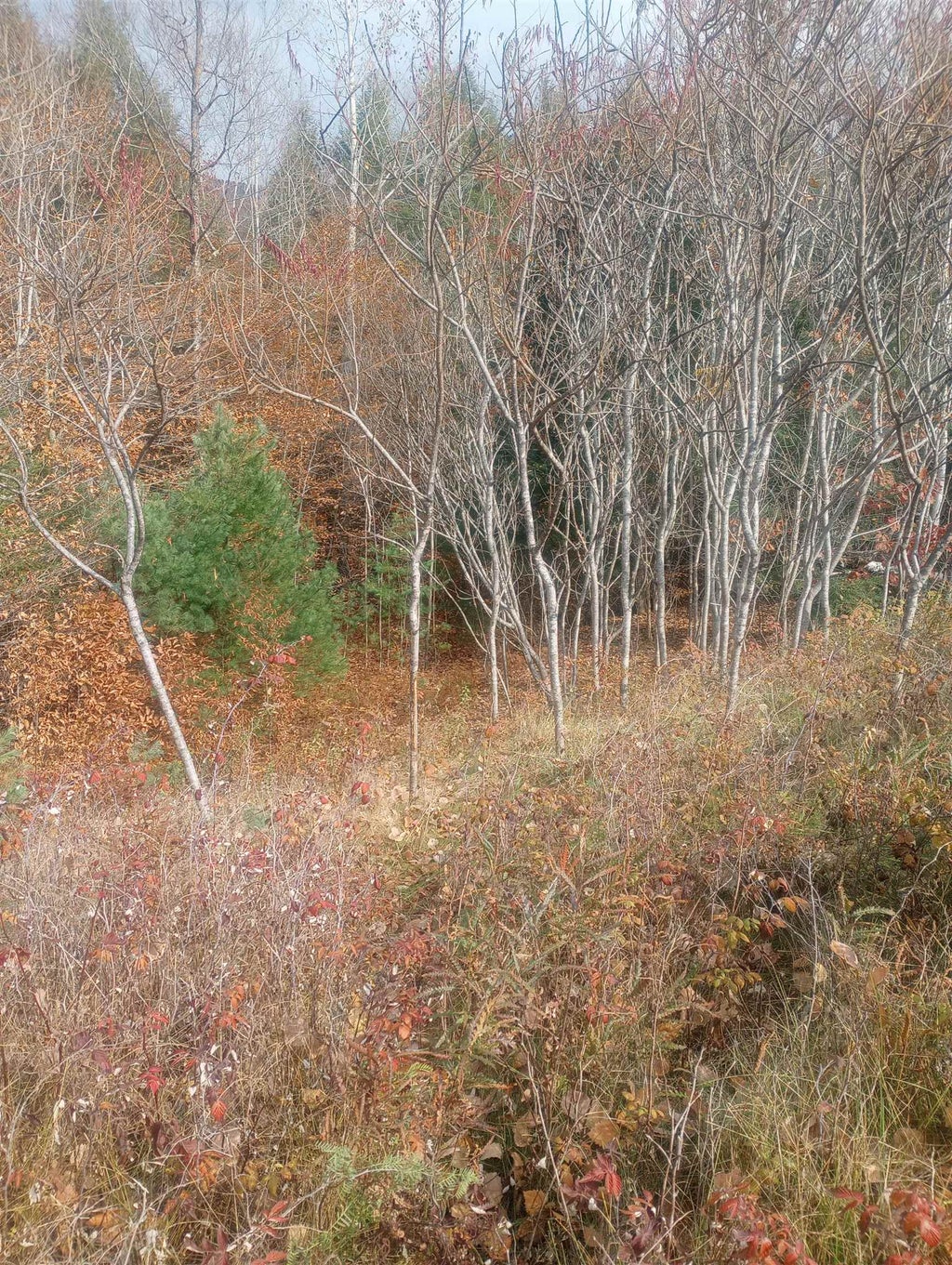 Photo of Fenn Way Circle #9, Bath, NH 03740 (MLS # 5115091)
