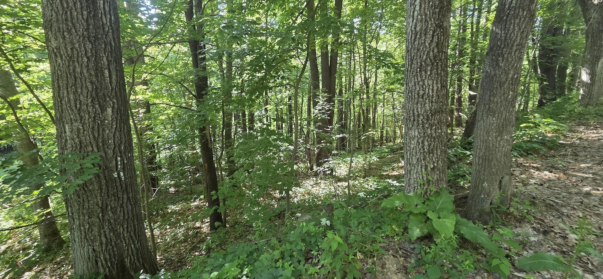 Map 101 Lot 18 Berry River Road