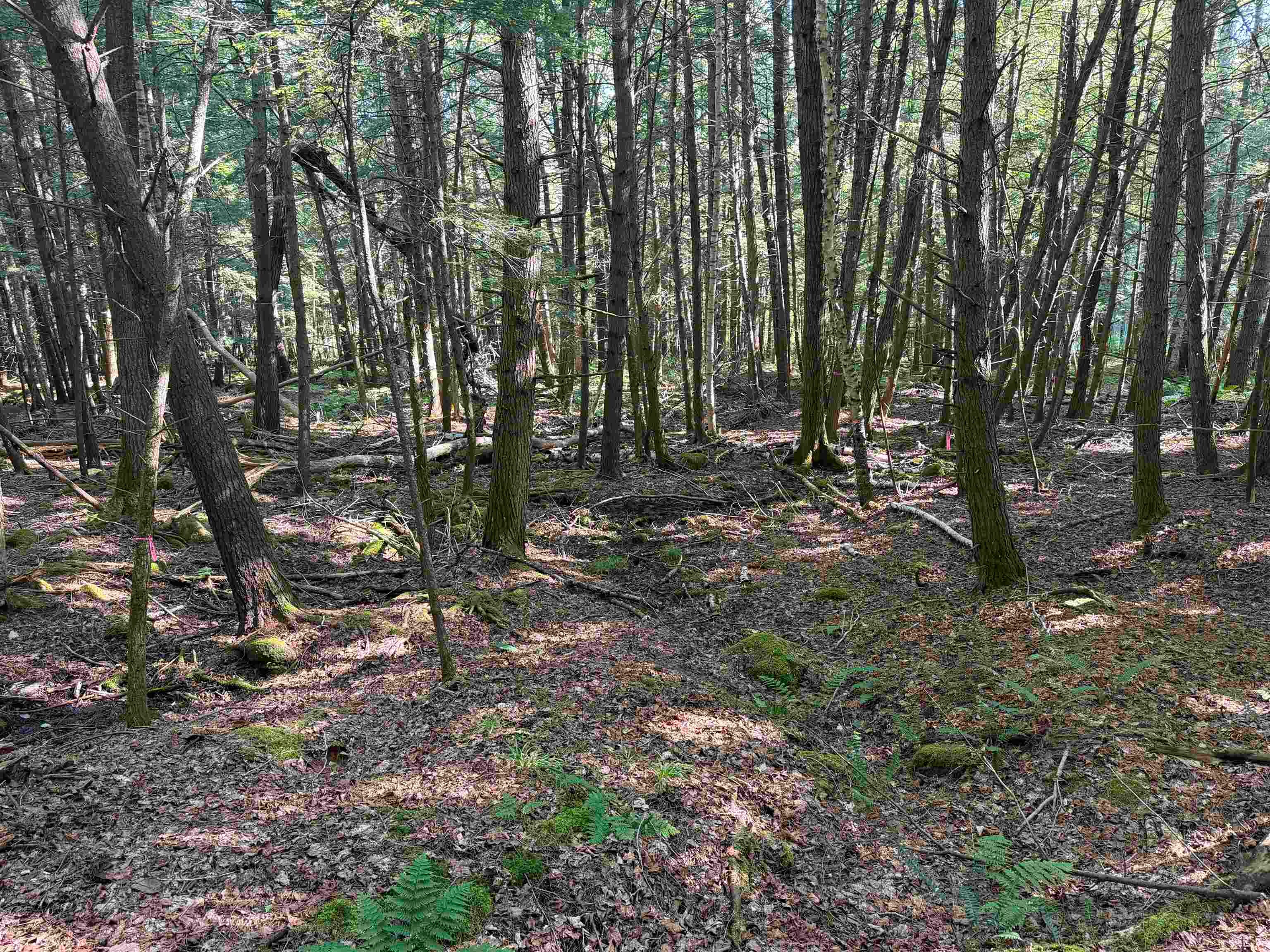 0 Storrs Hill Road 3