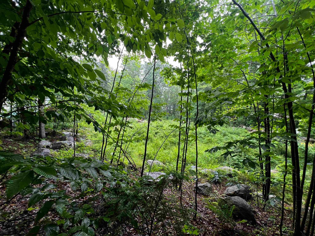 Photo of 0 Jenness Hill Road #24, Meredith, NH 03253 (MLS # 5107163)
