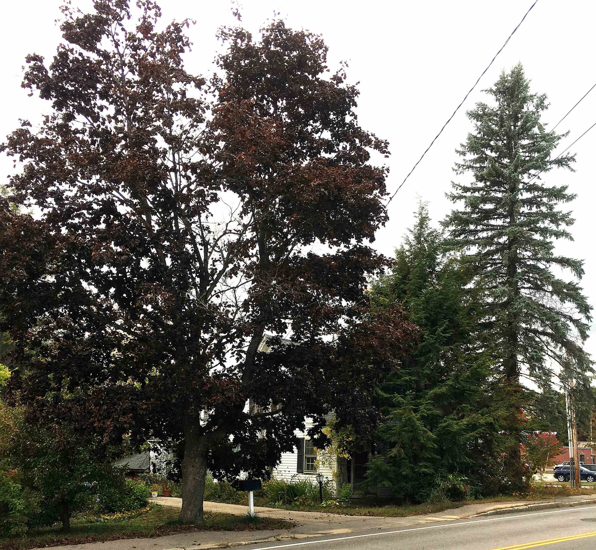 436 Elm Street