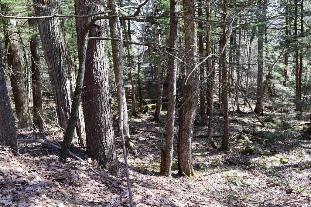 Photo of 14 Hanover Drive, Haverhill, NH 03765 (MLS # 5082231)