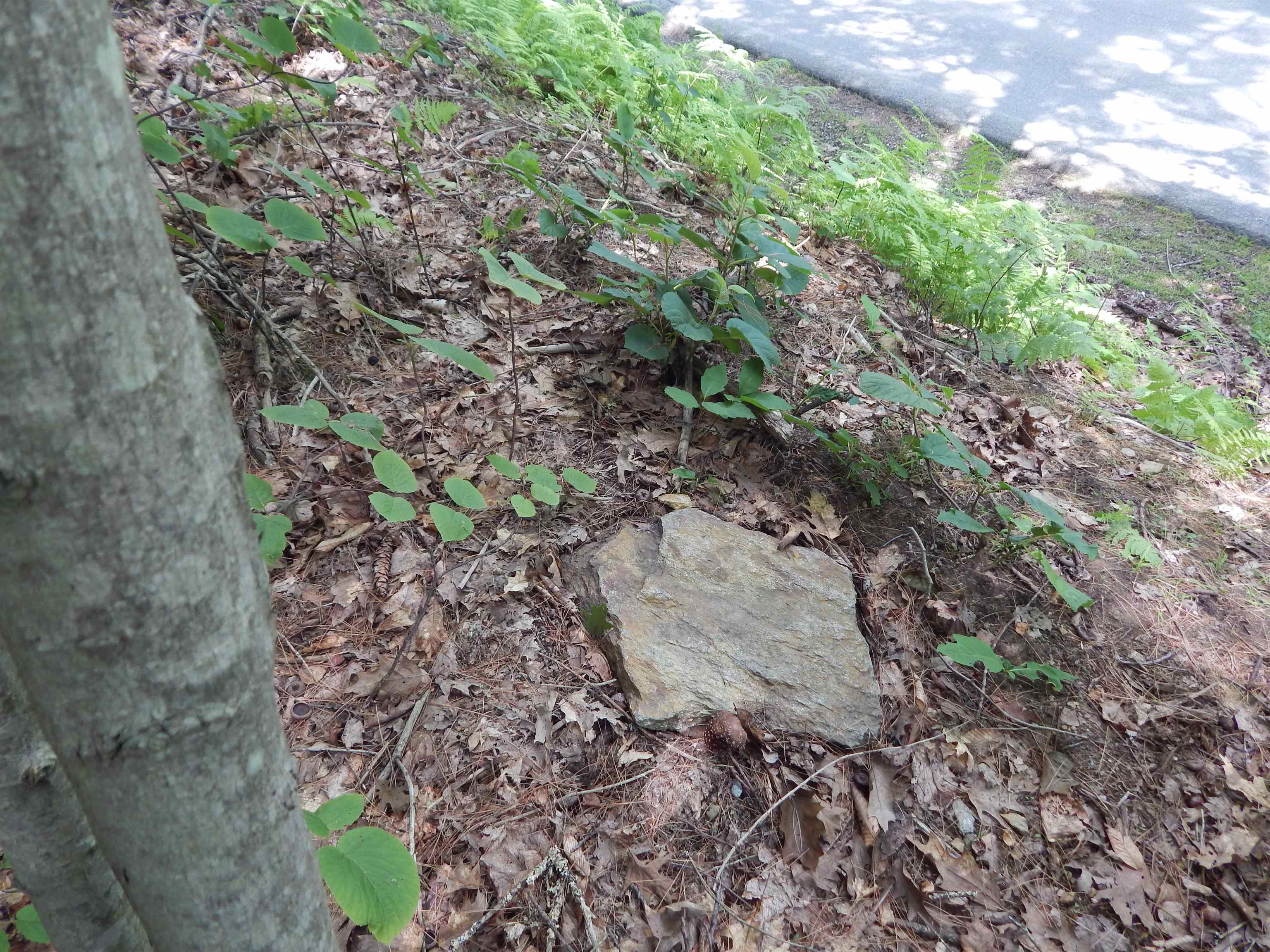 Pine Cliff Road