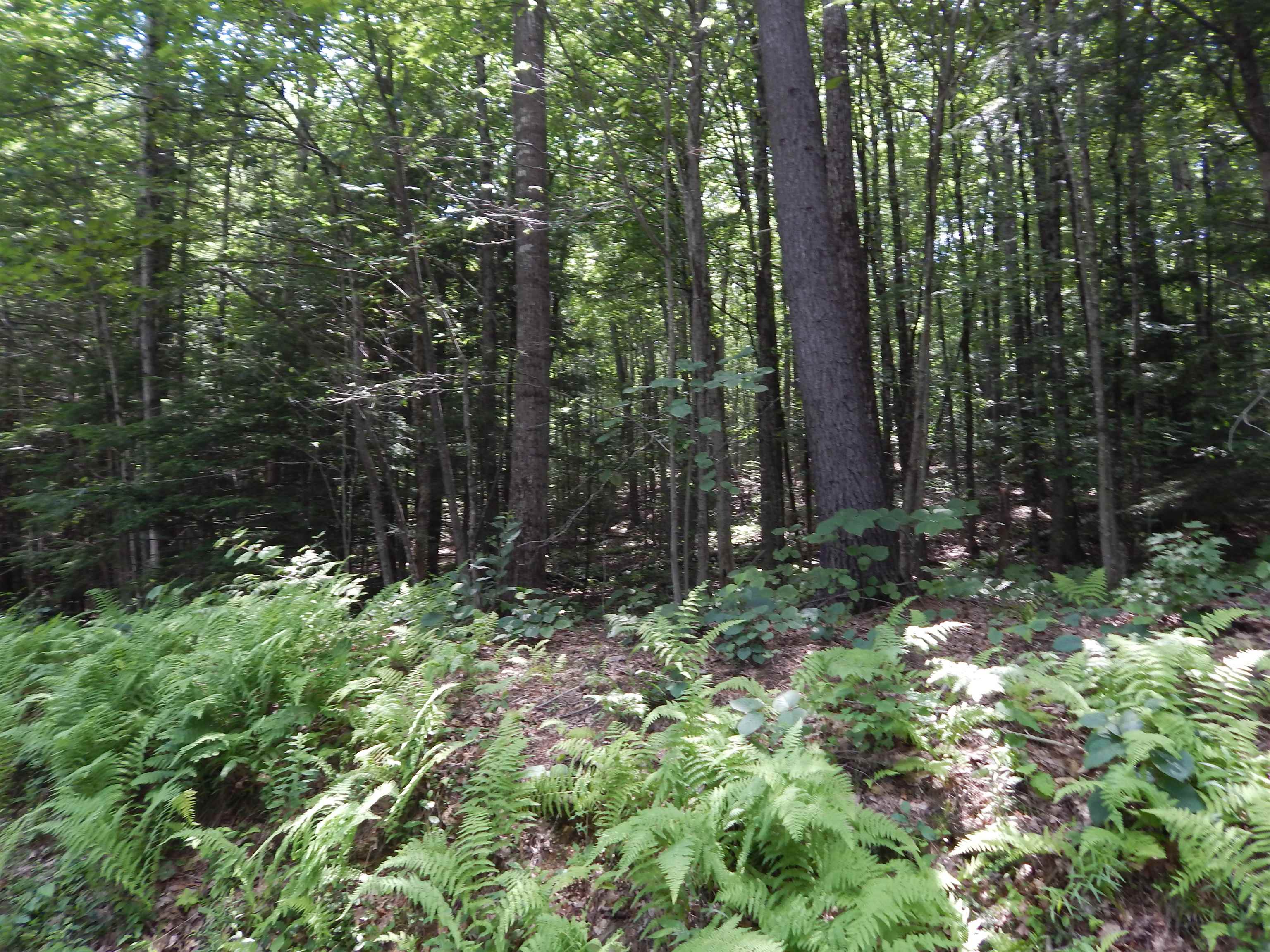Pine Cliff Road