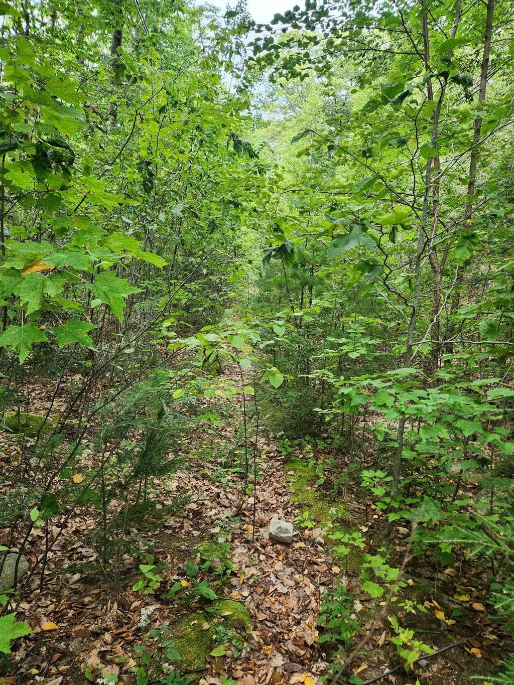 Photo of 0 Bly Avenue #93, Alton, NH 03810 (MLS # 5115406)