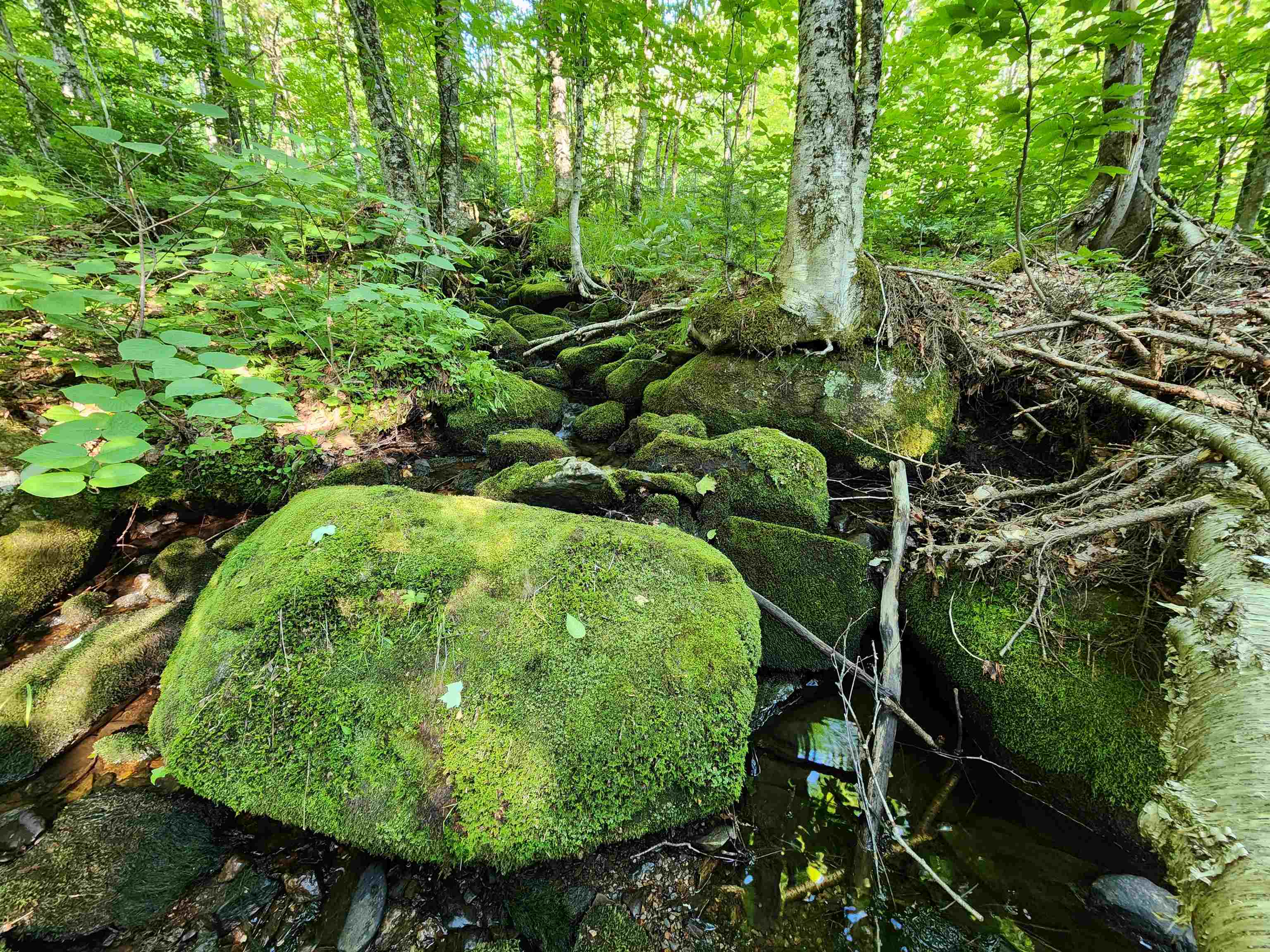 Lot 13 Ginnie Lane