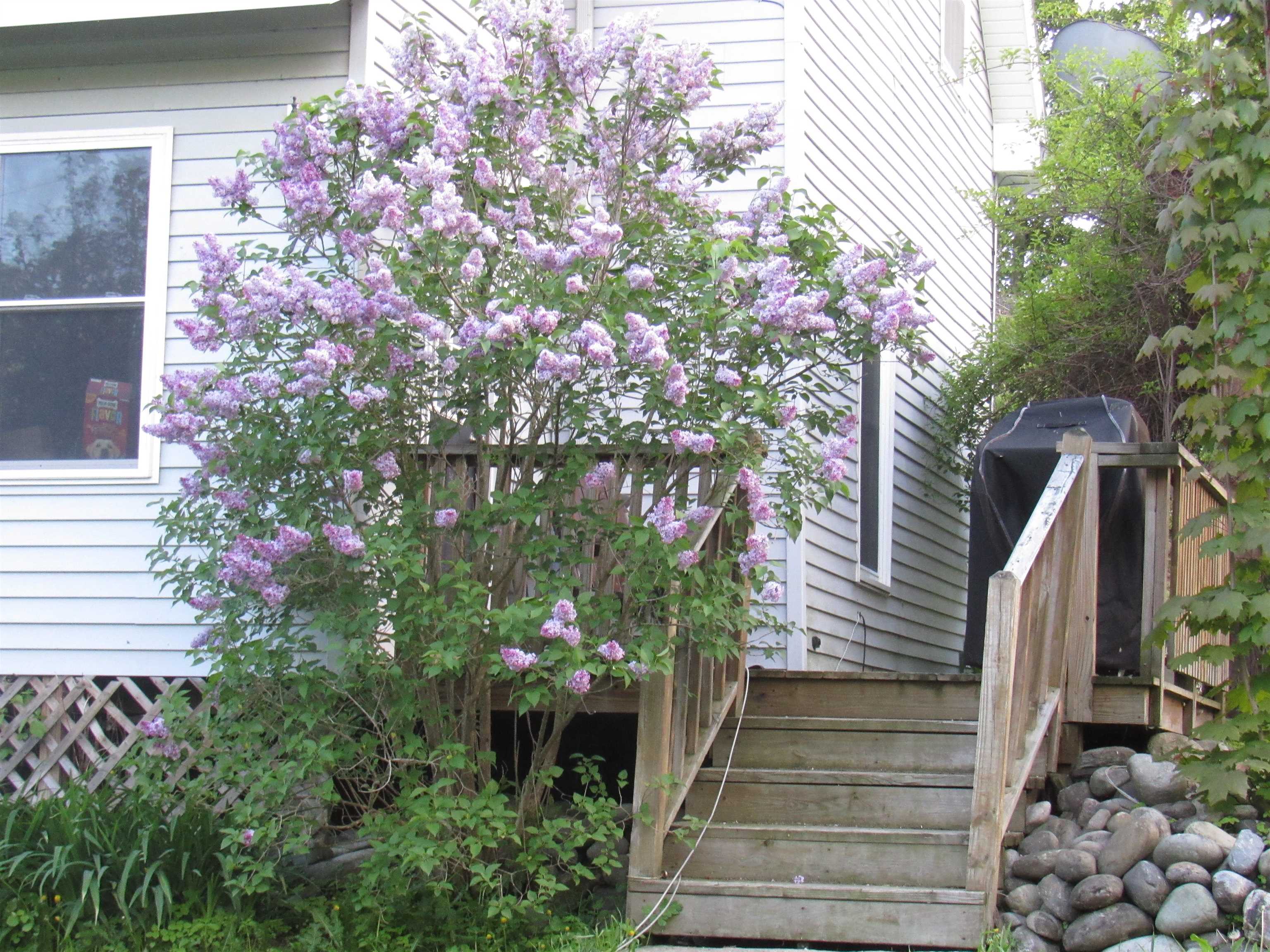 77 Maple Street