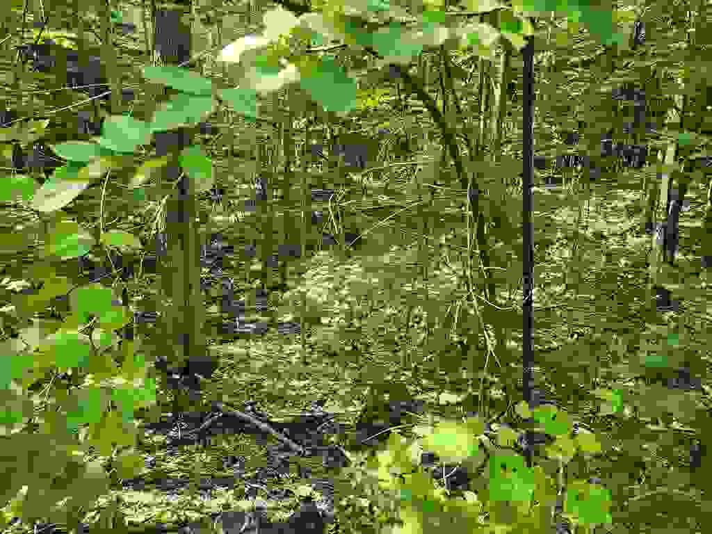 Photo of 171 Durgin Circle, Campton, NH 03223 (MLS # 5105204)