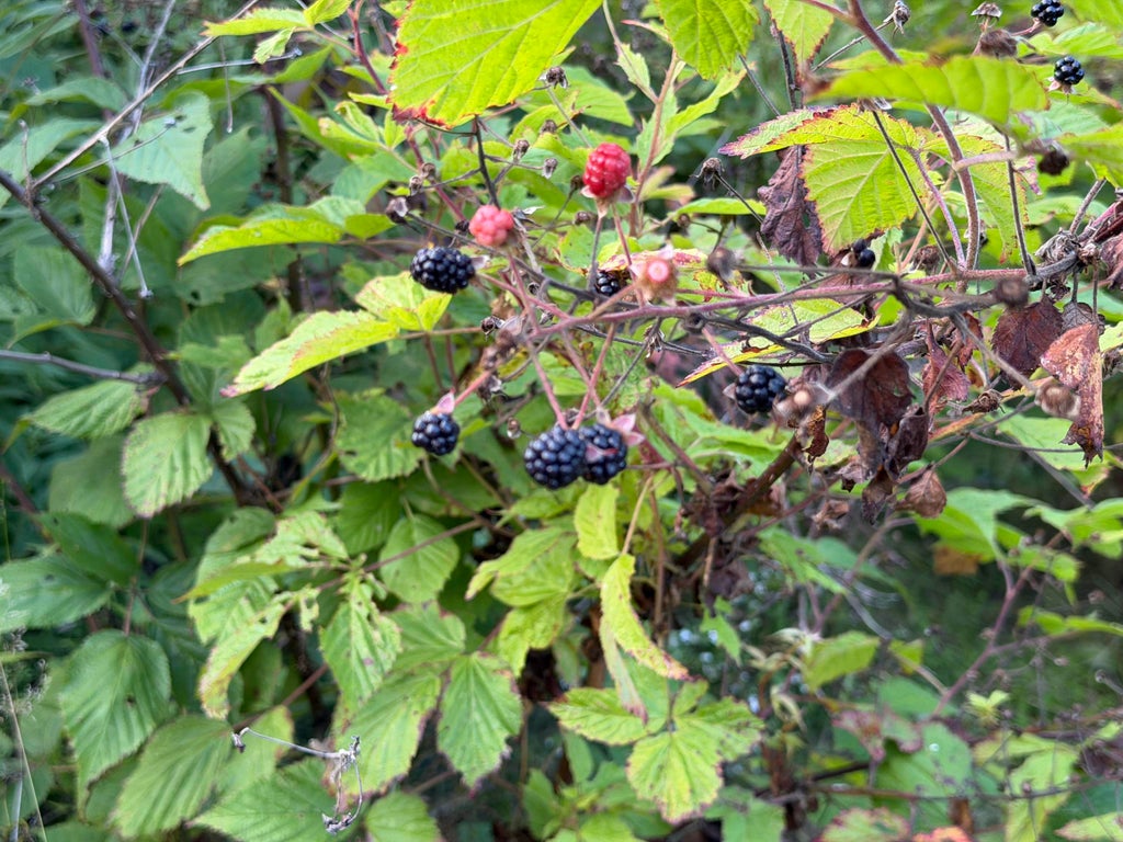 Photo of 0 Route 120, Cornish, NH 03745 (MLS # 5111338)