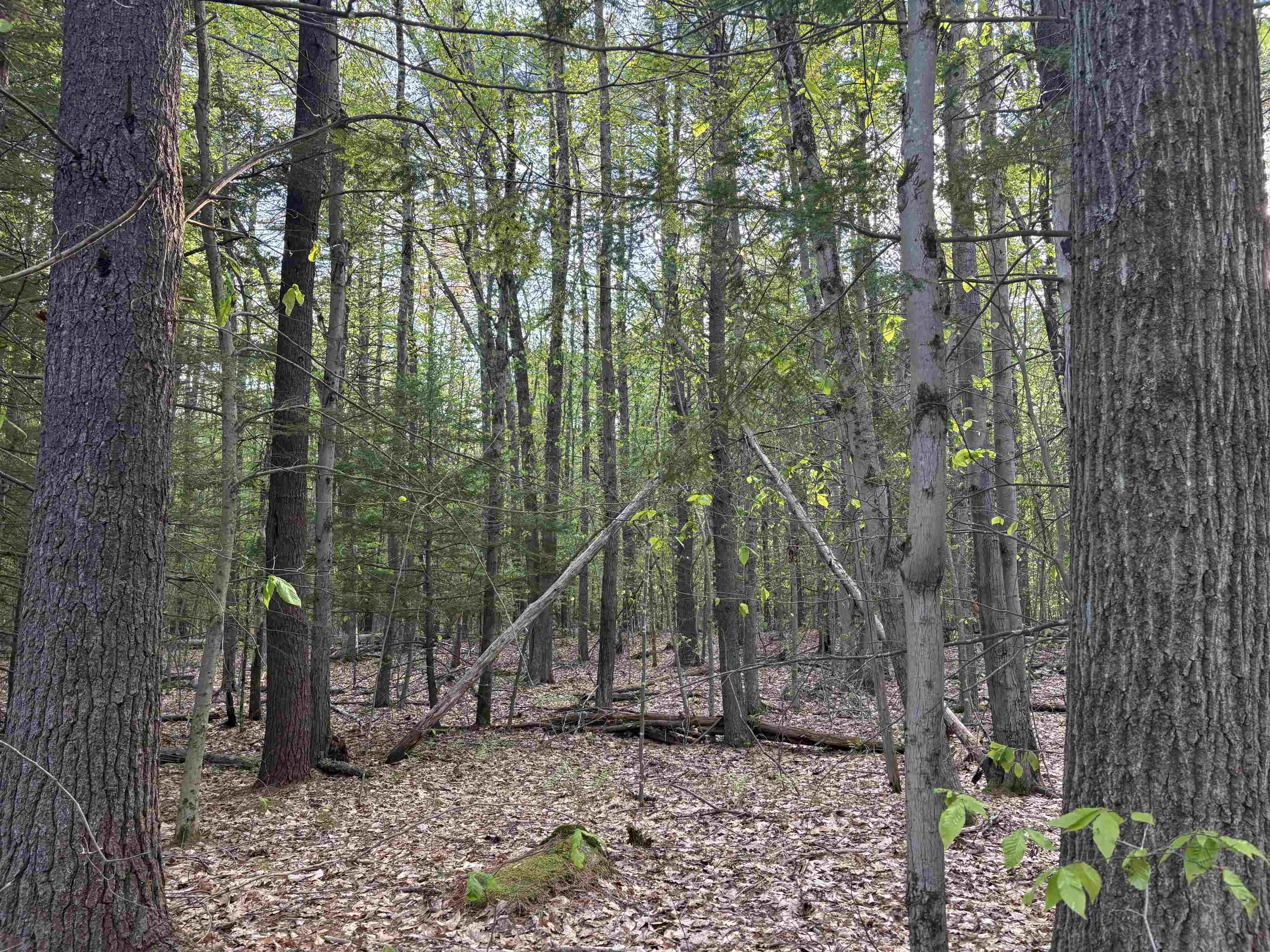 Lot 80 Currier Road