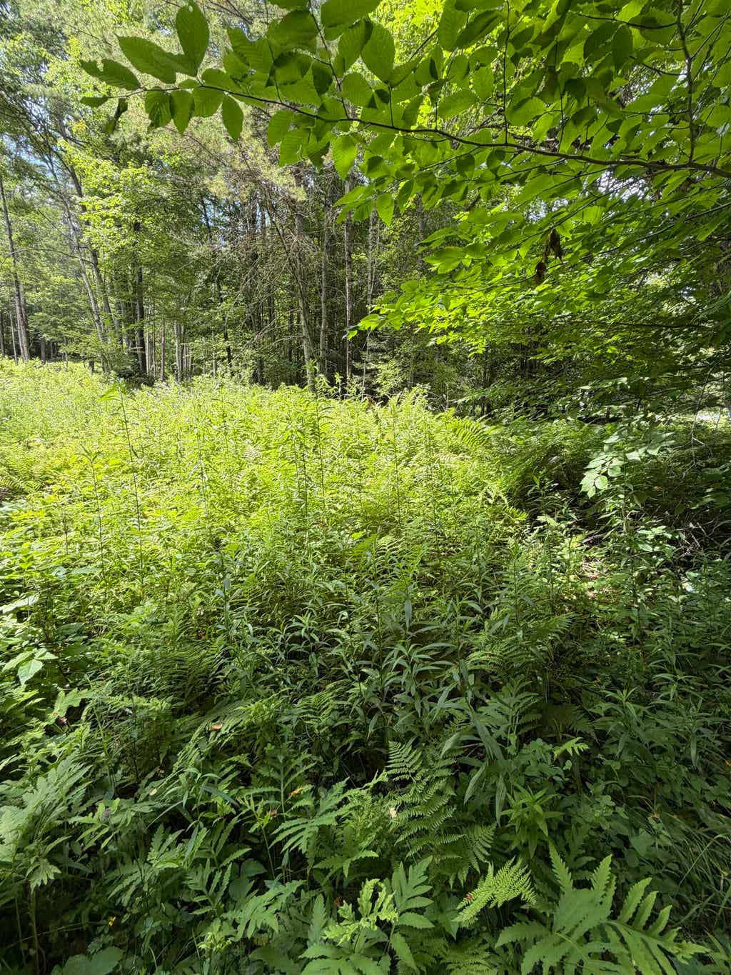 Photo of 100 Ledge Road, Lisbon, NH 03585 (MLS # 5099140)