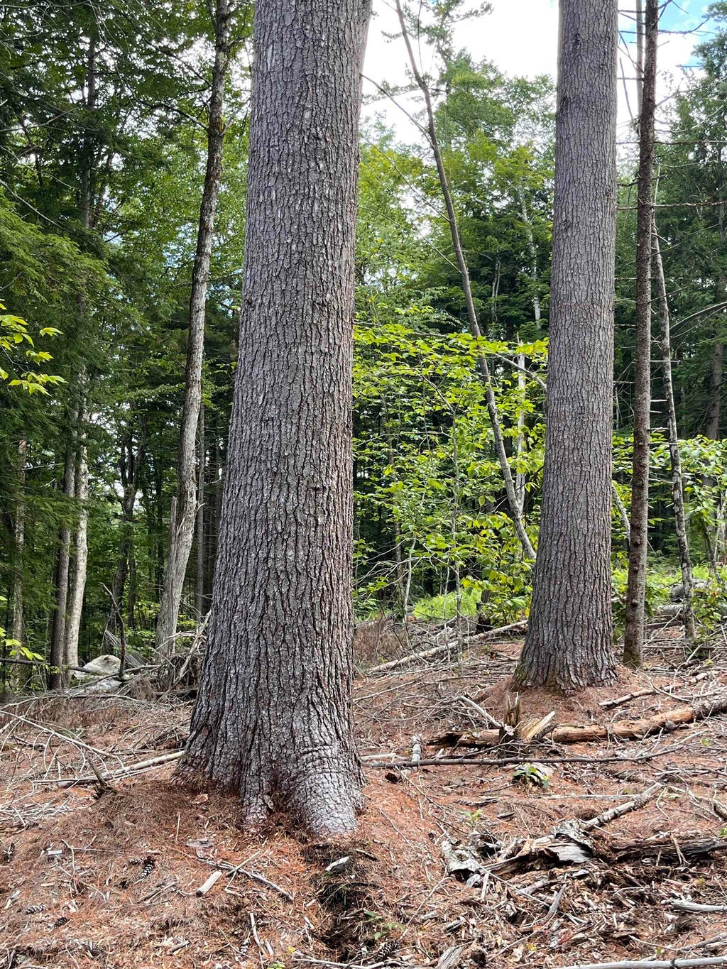 Photo of 710 Underwood Road #Map 221 Lots 007 &amp; 0, Acworth, NH 03601 (MLS # 5102235)