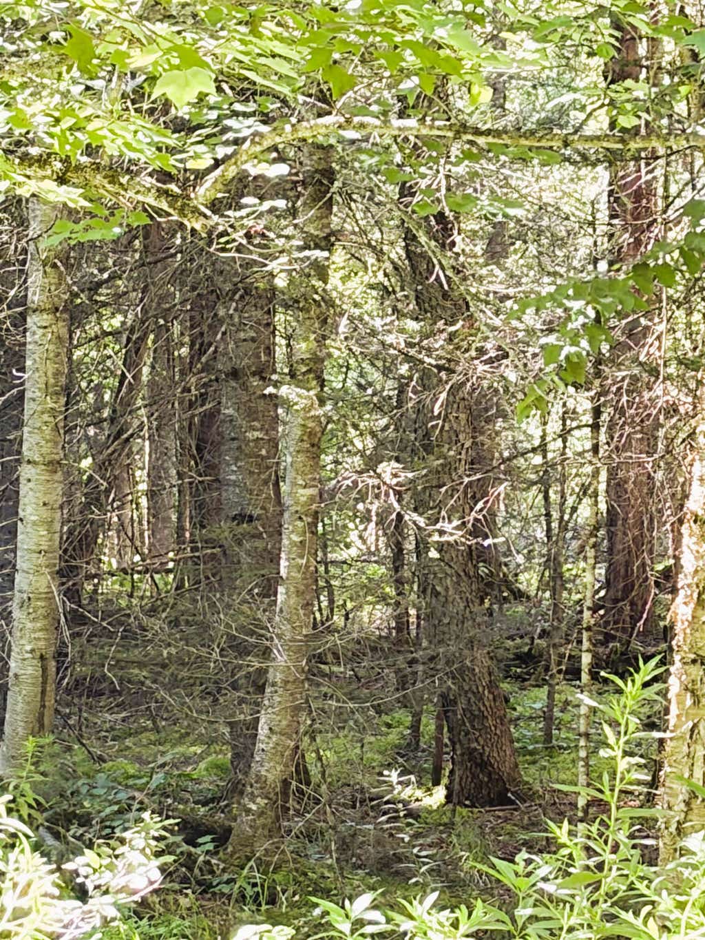 Photo of 0 Parker Road, Whitefield, NH 03598 (MLS # 5100676)