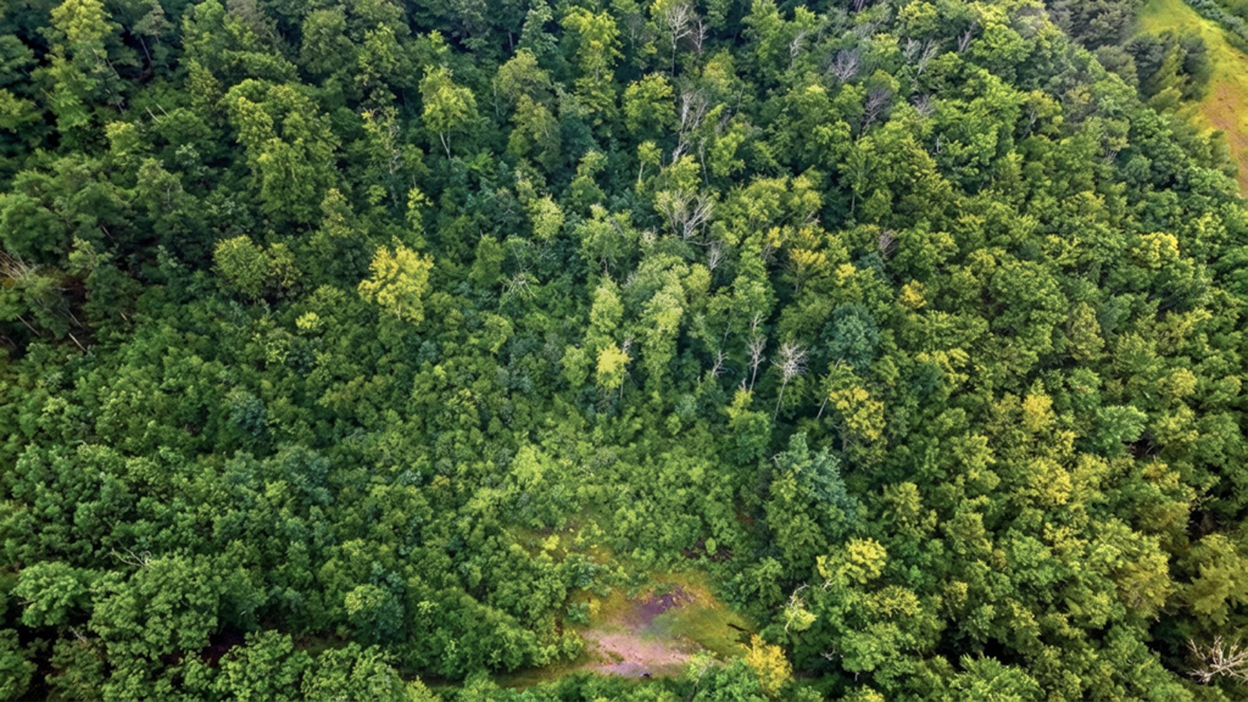 00 Hurricane Road Backland
