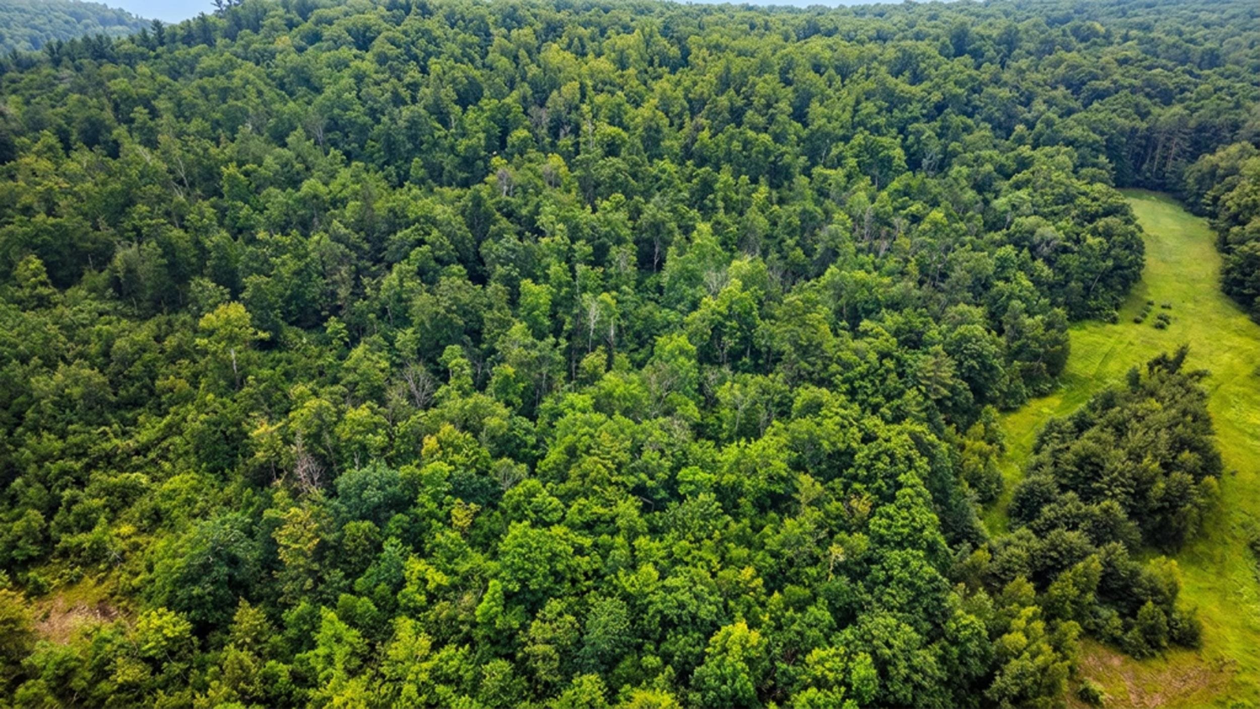 00 Hurricane Road Backland