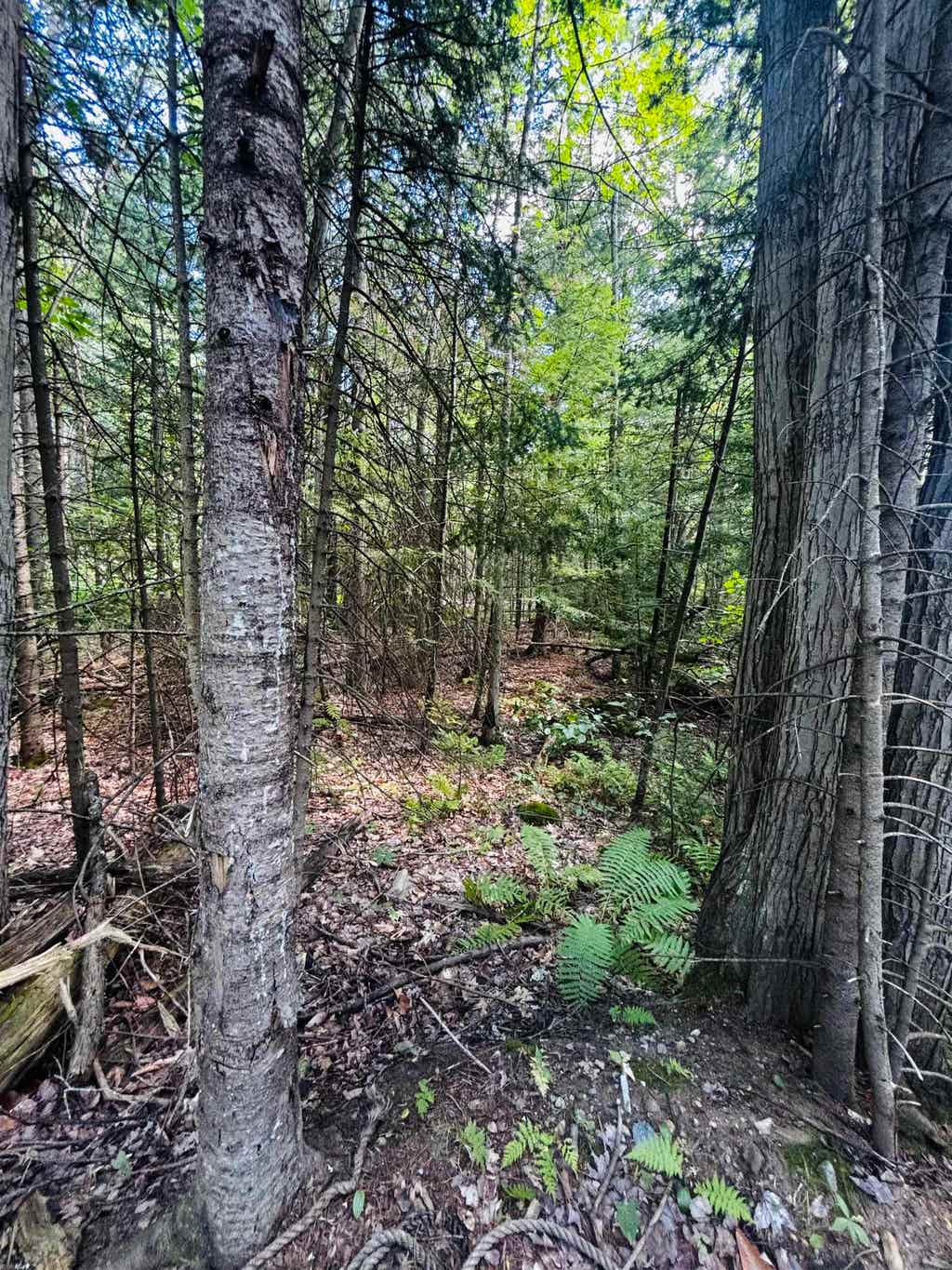 Photo of TBD Birch Hill Road, New Durham, NH 03855 (MLS # 5105690)